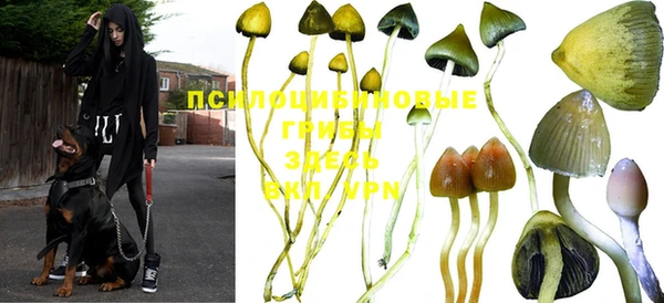 крисы Медвежьегорск